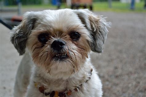 Origin Of The Shih Tzu The Shih Tzu Is An Amazing Breed With A Great