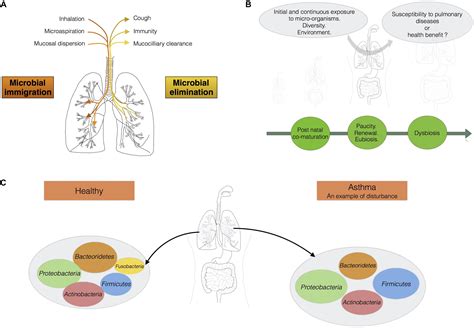 Frontiers Paradigms Of Lung Microbiota Functions In Health And