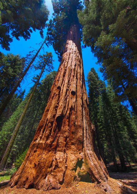 Sequoia And Kings Canyon National Parks The Latest From Just Ahead
