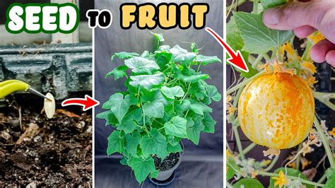 Lemon Cucumber Plant Growing Time Lapse Seed To Fruit 94 Days Youtube