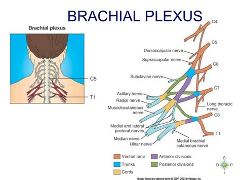 Ppt Chapter 14 Peripheral Nervous System Powerpoint Presentation