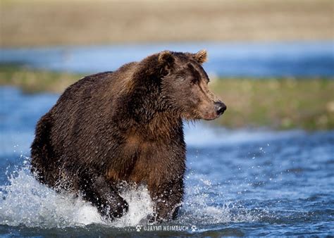5 Amazing Facts About Grizzly Bears