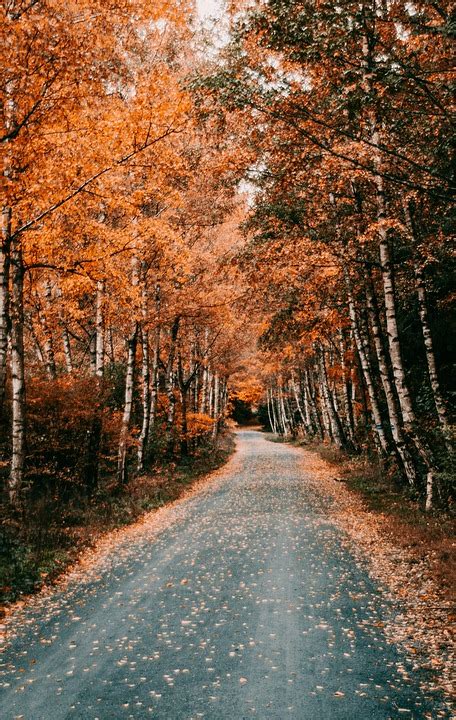 Chemin Des Arbres Automne Bord Photo Gratuite Sur Pixabay