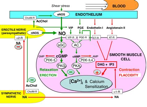 Summary Of The Main Inter And Intracellular Signals Regulating The Download Scientific Diagram