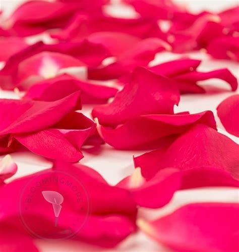 Wholesale Hot Pink Rose Petals 3000 5000 Petals Free Shipping In