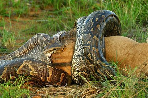 Animais Selvagens Imagens Incríveis Da Vida Selvagem De Tirar O Fôlego