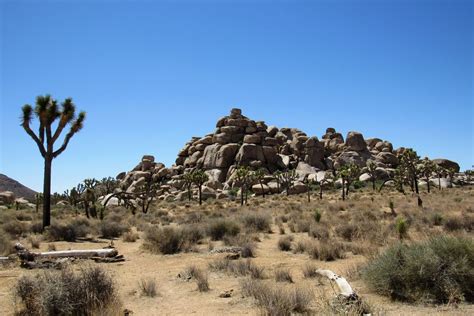 Joshua Tree National Park Is Being Damaged During The