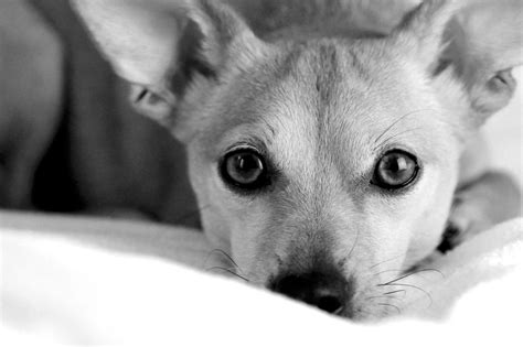 Black And White Cute Little Dog Free Image Download