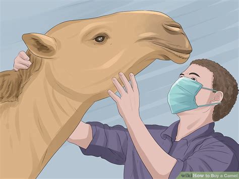 Your current browser isn't compatible with soundcloud. How to Buy a Camel (with Pictures) - wikiHow