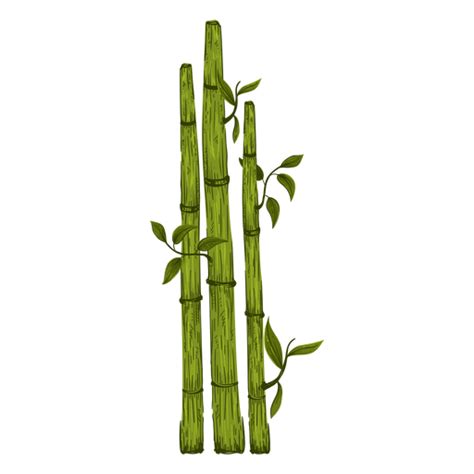 Beautiful Bamboo Plant Illustration