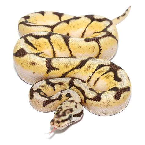 Baby Pastel Fire Spider Het Axanthic Ball Python Reptiles For Sale