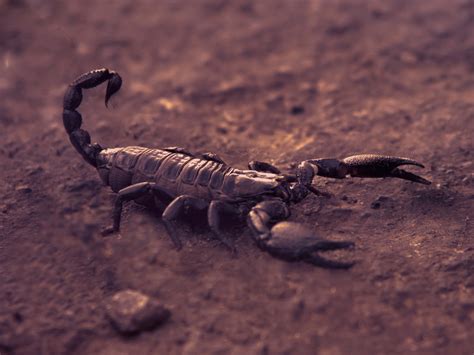 Facts About Black Emperor Scorpion
