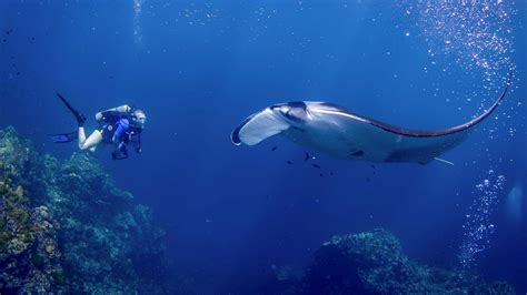 Best Scuba Diving Phuket Thailand With All4diving Encounter With Manta