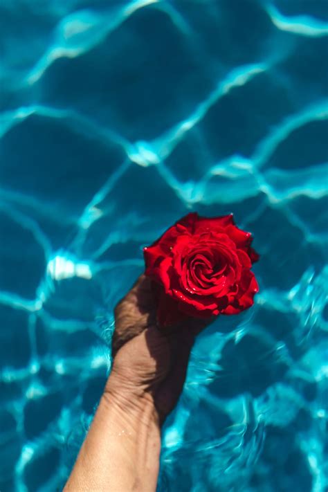 Fresh Garden Rose Blue Water Swimming Pool Warm Summer Day
