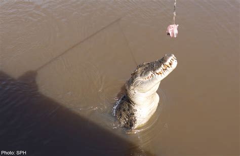 Brutus The Giant Crocodile Attacks Shark In Australia World News Asiaone