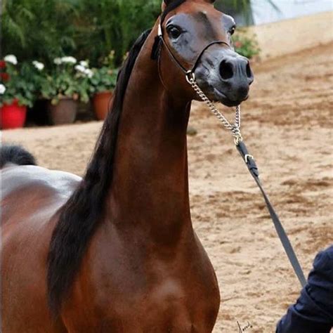 Mirá Estos Caballos Árabes Son Hermosos Horses Arabian Horse Arabians