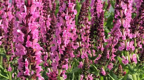 What S Doing The Blooming Perennial Salvia Knechts Nurseries