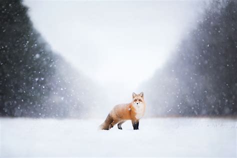 Wallpaper Landscape Animals Snow Morning Fox Freezing Weather