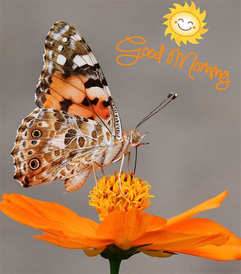 50 Majestic Good Morning Images With Butterfly Zic Life