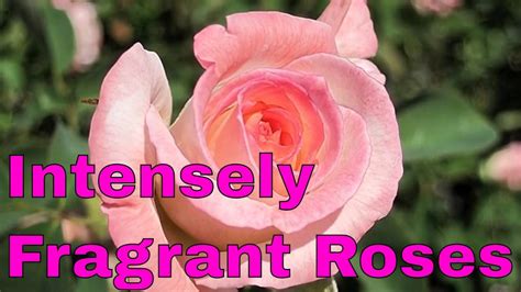 Top 10 Most Amazing Intensely Fragrant Roses In The World Youtube