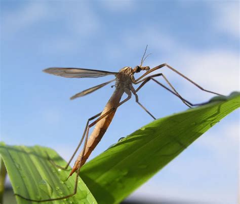 Why Do Some Mosquitoes Have Long Legs Such As A Giant Crane Fly