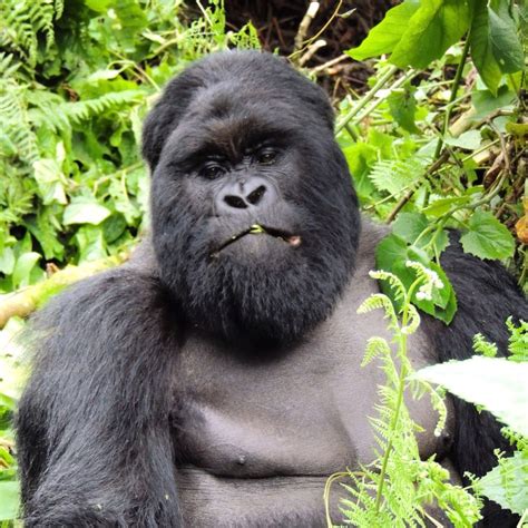 The Famous Alpha Male Silverback Gorilla Located In Volcanoes National