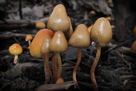 Псилоцибиновые грибы: что это такое и как они влияют на людей