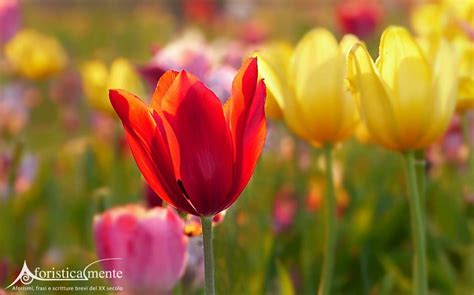 Frases Y Citas Sobre Los Tulipanes Aforisticamente