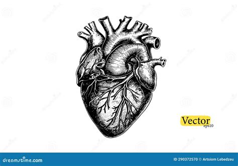 Human Anatomically Correct Heart Realistic Illustration Isolated Cartoon Vector Cartoondealer