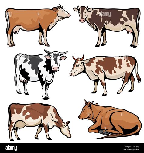 Vacas De Granja Ganado Lechero En Estilo Vectorial De Dibujos Animados