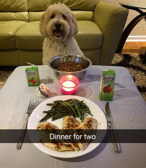 These Spoiled Dogs Are Living Their Best Lives 30 Pics Funnyfoto