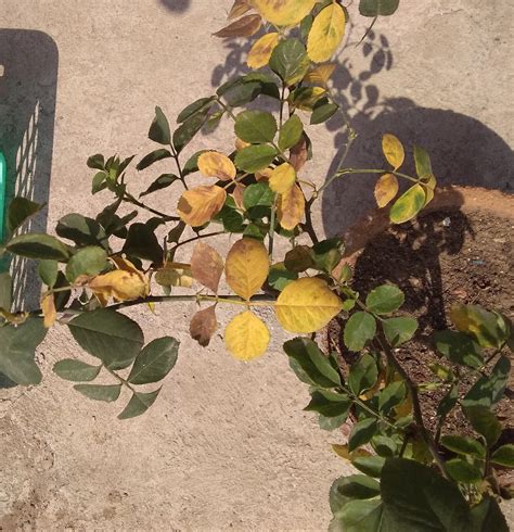 Why This Rose Plants Leaves Are Turning Brown And Yellow Some