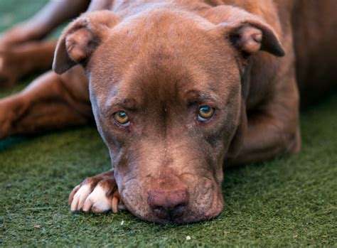 Find opening hours and closing hours from the pet adoption category in san diego, ca and other contact details such as address, phone number, website. San Diego Pet of the Week 11/16/15 Available for Adoption ...