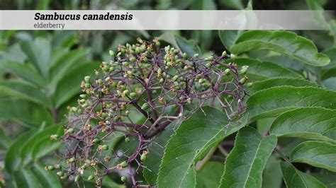 Elderberry Sambucus Canadensis Youtube