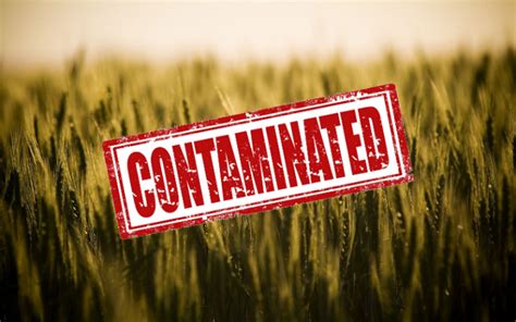 Report Says Gmo Crop Contamination Cannot Be Stopped