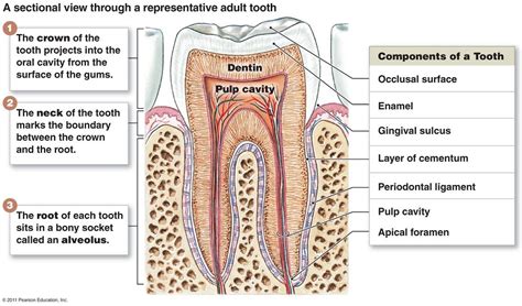 Structure Of Teeth With Diagram Health Information Blog Teeth