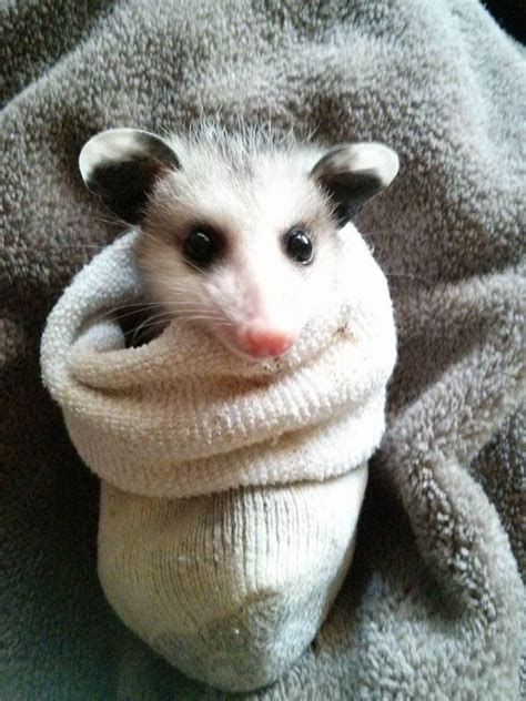 Cute Baby Possum In A Sock Aww
