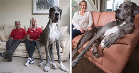 Freddy The 7 Foot Great Dane Is The Tallest Dog In The World