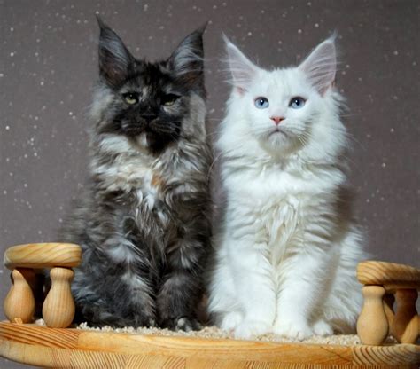 All kittens are wormed and flea treated. How Much Do Maine Coon Kittens Cost? | Infinity Kittens ...