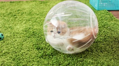 Three Adorable Kittens Roll Around And Play In Plastic Hamster Balls