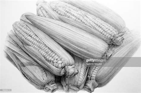 Corn Pencil Drawing High Res Vector Graphic Getty Images