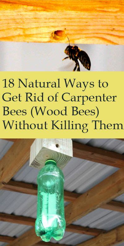How To Rid Yourself Of Carpenter Bees How To Get Rid Of Carpenter