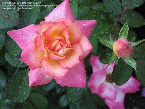 Plantfiles Pictures Floribunda Rose Rainbow Sorbet Rosa By