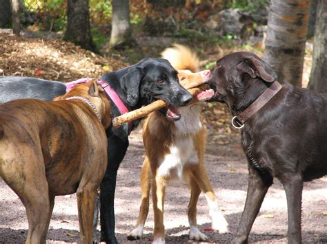 Dogs And Sticks Discover Why Its Not A Match Made In Heaven