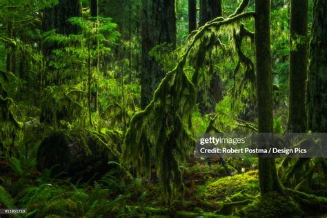 The Lush Rainforest Of Cathedral Grove Macmillan Provincial Park
