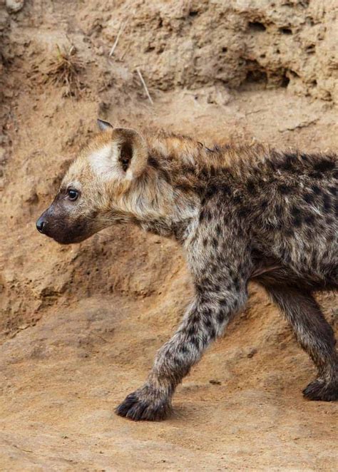 Baby Laughing Hyena