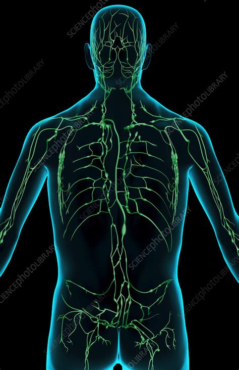 The Lymph Supply Of The Upper Body Stock Image F0018536 Science
