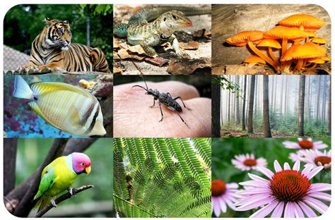 Biodiversity Read Biology Ck 12 Foundation