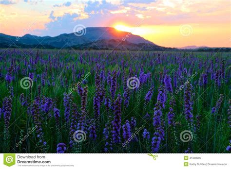 Purple Morning Treat Stock Image Image Of Sunrise