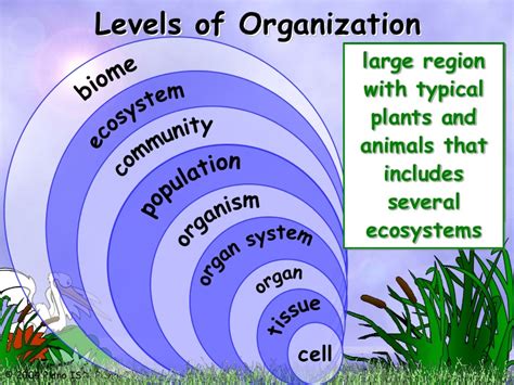L B Levels Of Organization